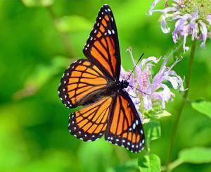 Viceroy Butterfly