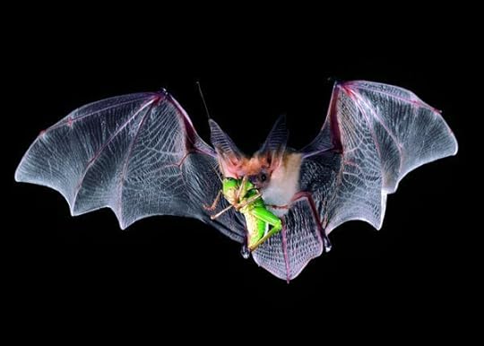  A pallid bat holds a meal of a katydid. (Photo: Merlin D. Tuttle/Bat Conservation International)
