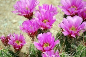 cactus flower