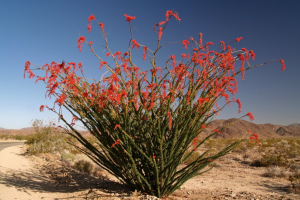 ocotillo-plant
