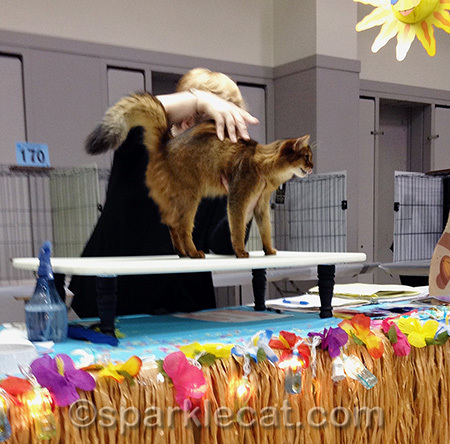 This is my favorite part of being at the cat shows!