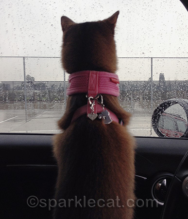 Cleaning the litter out of my cage in the rain wasn't fun either