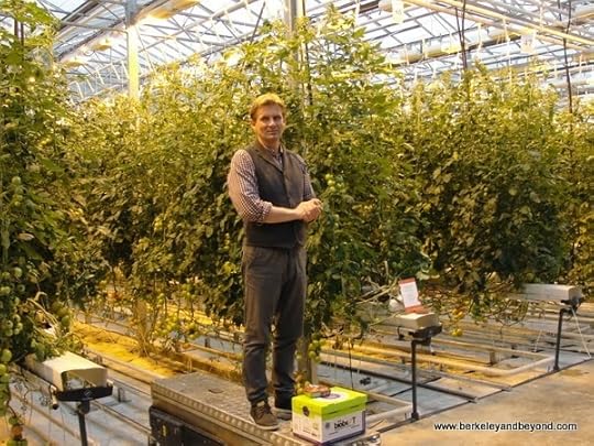 Fridheimar Greenhouse in Iceland