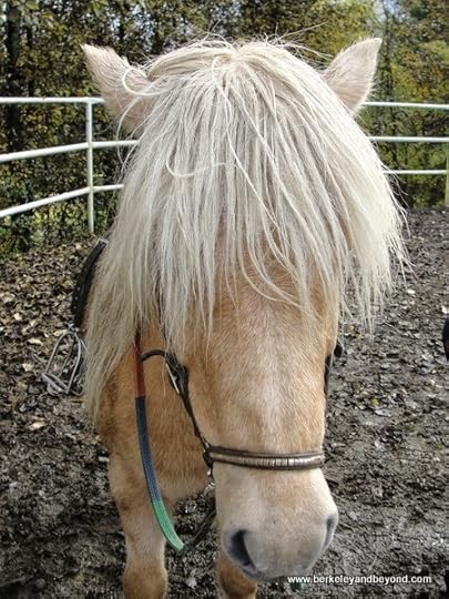 blonde Iceland horse at Fridheimar Greenhouse in Iceland