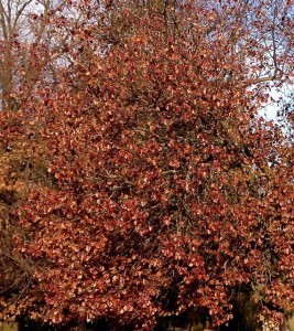butterflies winter closeup