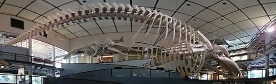 Iziko_Blue_Whale_Skeleton_Panorama.jpg