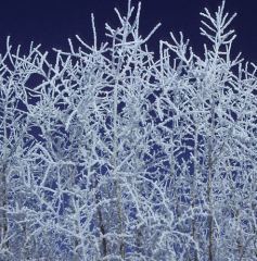 tree_hoarfrost