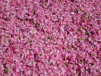 rosesgrasse.jpg