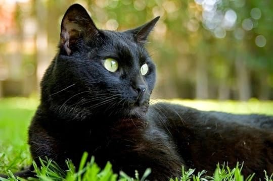 Panzer the cat in the grass