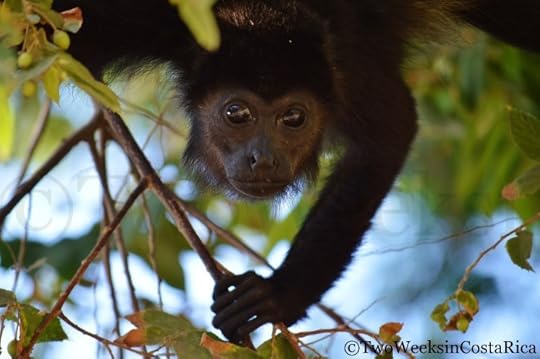 Monkey in Nosara | Two Weeks in Costa Rica