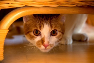 cat-under-bed