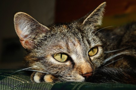 tabby-cat-biomarker-kidney-disease