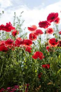 shirley poppies