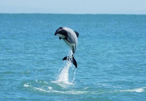 maui_dolphin_leaping_684