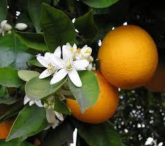 Florida Oranges