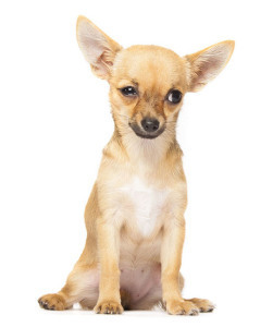 Young chihuahua