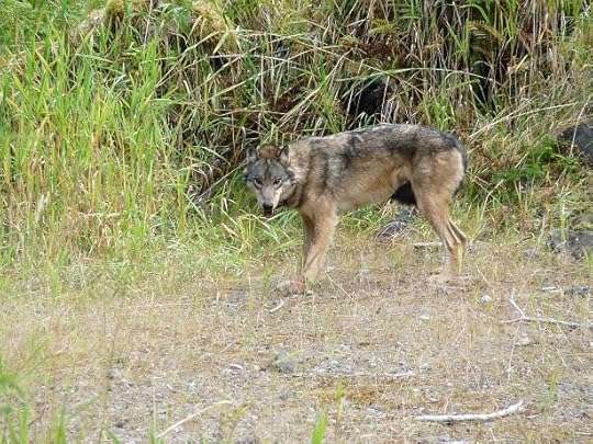 Wolf in southeast Alaska. Photo credit: Kristian Larson, the Alaska Dept of Fish and Game. Image used with permission.