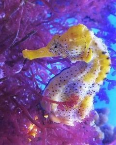 seahorse