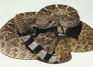 rattlesnake