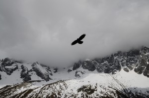 Flight