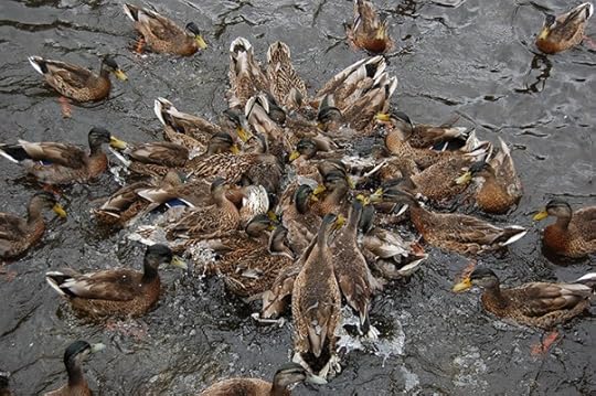 group of ducks splashing in water