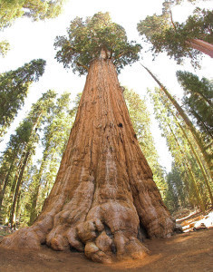 640px-General_Sherman_tree_looking_up