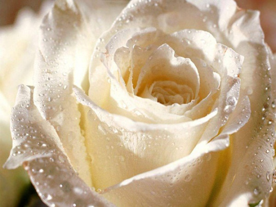 White_Rose0
