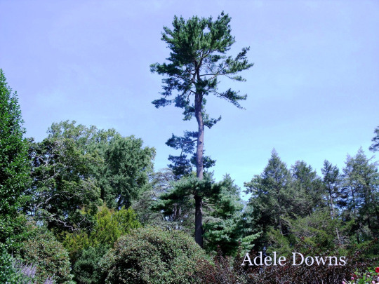 LongwoodGardensTallTree copy
