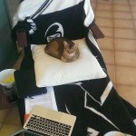 The awesome writing balcony! Magic happens here. And cats.
