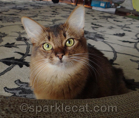 Reporting from behind the cat scratcher lounge
