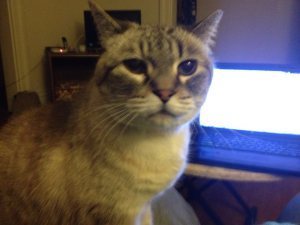 I WILL EAT YOUR FAYCE, MOMME.