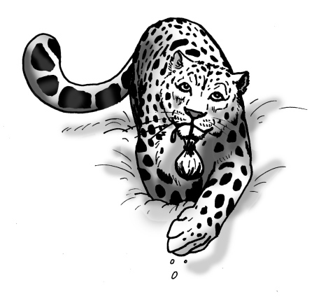 leopard