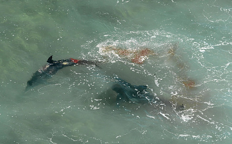 shark-dolphin-attac
