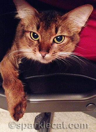 Here I am, sitting behind my human on her office chair