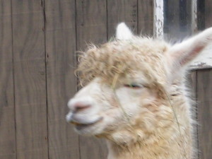 Dolly Llama