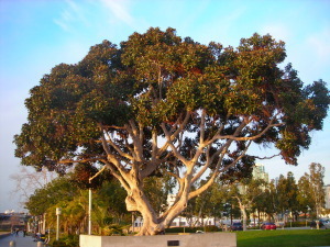 This is not the tree outside the gym, but you get the idea.