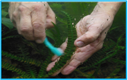 Cleaning a plant in an aquarium at the Conservatory of Flowers (San Francisco)