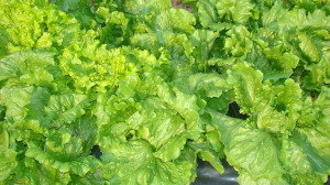 lettuce