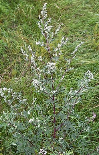 Mugwort