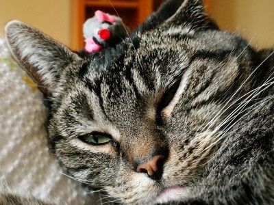 pain-management-for-cats