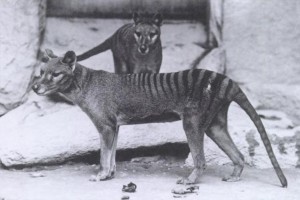 Thylacinus cynocephalus AKA Tasmanian Tiger; 1904 National Zoo, DC