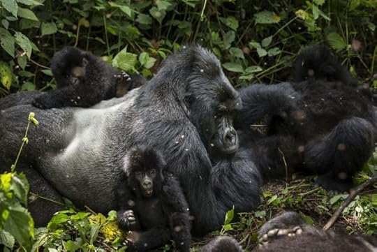 virunga_national_park_dr_congo_08_2013
