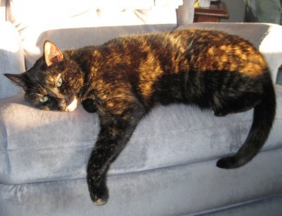 Conscious-Cat_Sunday