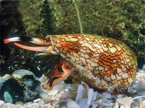 Cone snail showing its siphon and proboscis.