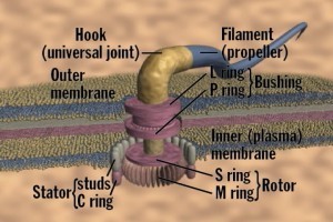 behe-cell