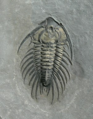 cambrian