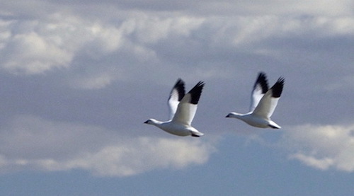 Geese.jpeg