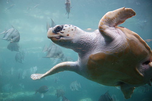 640px-Loggerhead_sea_turtle.jpg