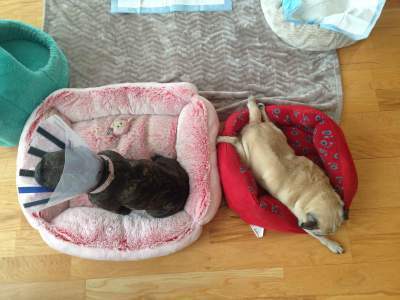 Jelly is thrilled to have Lulu back!
