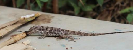 marsmallow_lizard